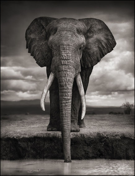 Nick Brandt Elephant Drinking, Amboseli, 2007 @ Edwynn Houk Gallery